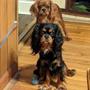 Meet your Posher, Kevin